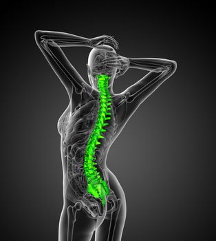 3d render medical illustration of the human spine - back view