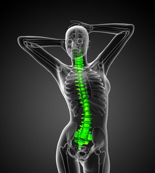 3d render medical illustration of the human spine - front view