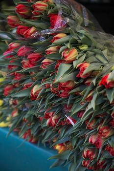 Large Group of Tulips at the Flower Market in Paris