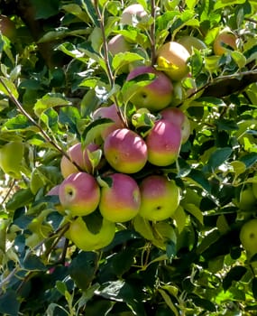 picture of Red apple in orchard