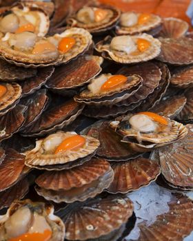 Large Group of Scallops at the Fish market in Paris