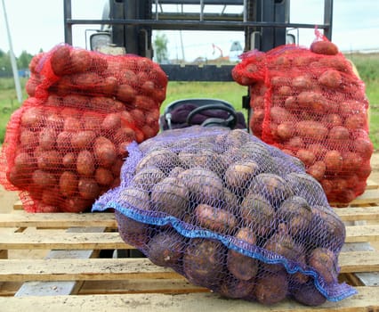 Fresh potatoes in sack 