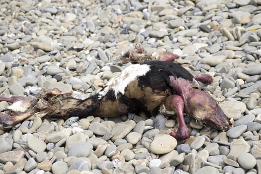 dead animal carcass washed up on a pebble beach