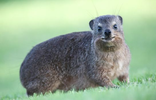Cute Hyrax or Rock Rabbit from South Africa also called Dassie