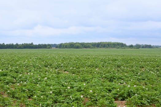 Green potatoes field end blue sky 