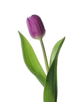 Purple Tulip isolated on white background