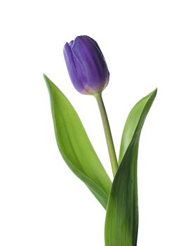 Purple Tulip isolated on white background