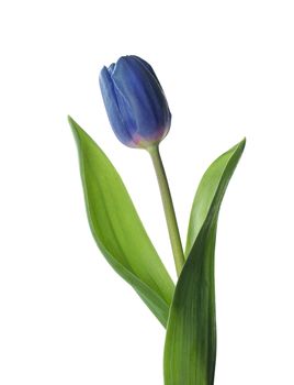 Blue Tulip isolated on white background