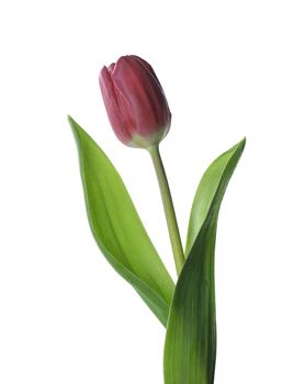 Red Tulip isolated on white background