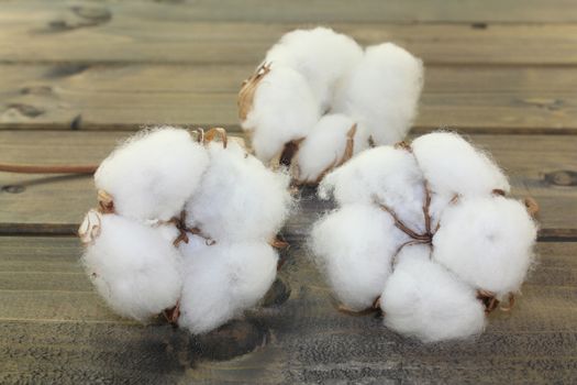 white cotton on a wooden background