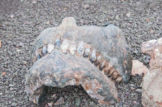 BEAUFORT WEST, SOUTH AFRICA - DECEMBER 2, 2014: Jaw and teeth of a Bradysaurus at the fossil trail in the Karoo National Park
