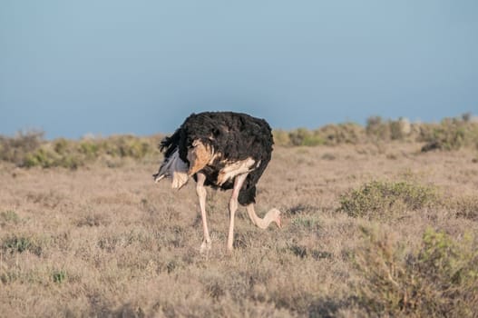 Ostrich (Struthio camelus) in the Karoo National Park of South Africa