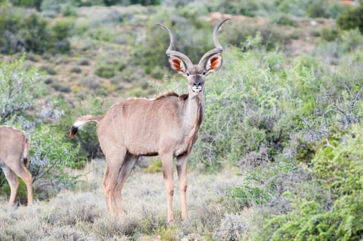 Greater kudu bull in the Karoo National Park