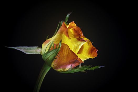 A beautiful yellow red rose on a black background