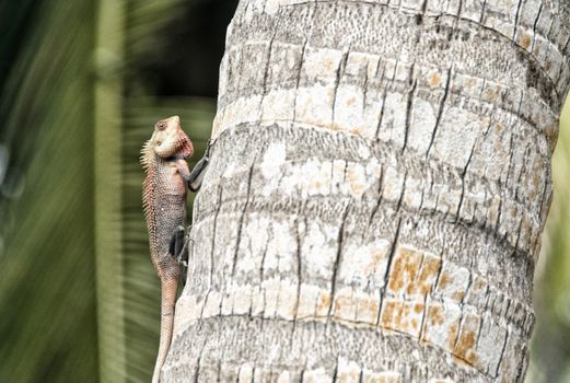 Iguana on a tropical island tree.