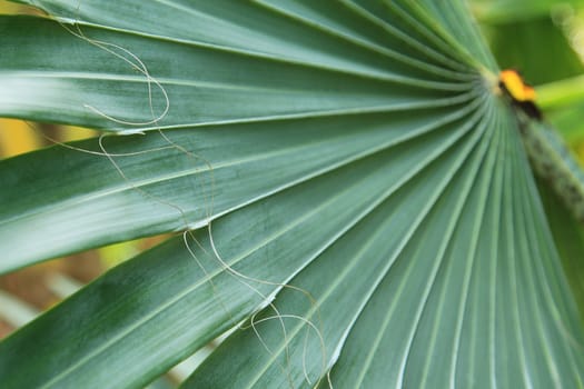 Green palm tree leaf
