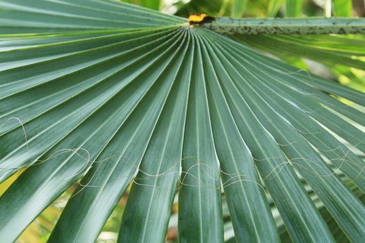 Green palm tree leaf