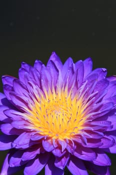 Close up of water-lily