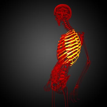 3d render medical illustration of the ribcage - side view