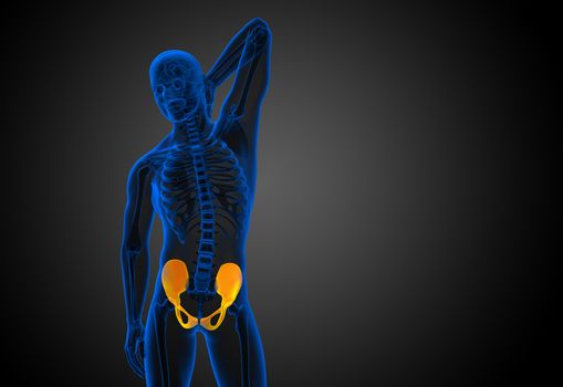 3D medical illustration of the pelvis bone - front view