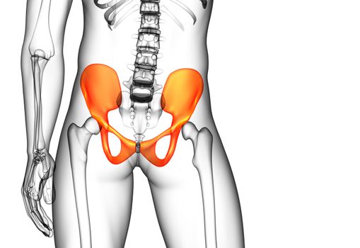 3D medical illustration of the pelvis bone - front view