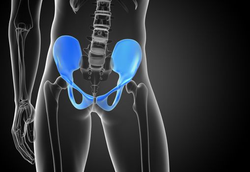 3D medical illustration of the pelvis bone - front view