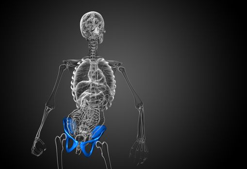 3D medical illustration of the pelvis bone - front view