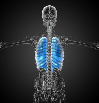 3d render medical illustration of the human respiratory system - back view
