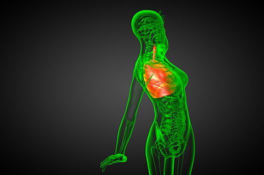 3d render medical illustration of the human respiratory system - side view