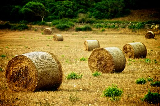 Straw Bales on Farmland with Wheat on Green Grass and Trees background Outdoors