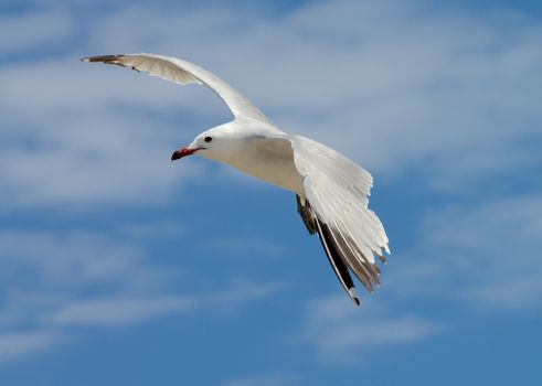 Beauty Seagull in Flight isolated on Blue Cloudy Sky background Outdoors