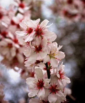 Beauty Pink and White Cheery Blossoms on Blurred Cherry Tree Flowers closeup