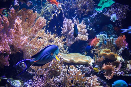 View of one of the tropical pools of the Genova Aquarium