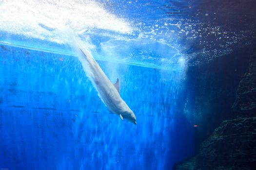 A dolphin diving into one of the pools of the Genova Aquarium