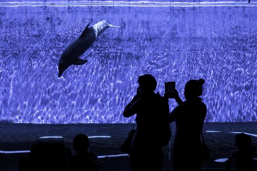 People looking a dolphin diving into the Genova Aquarium