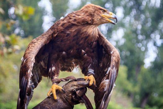 The fierceness of the Eagle placed on the glove of the falconeer