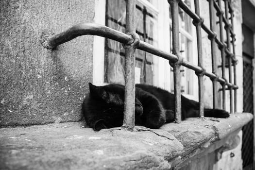 Black cat sleeping on a window sill, Florence, Italy