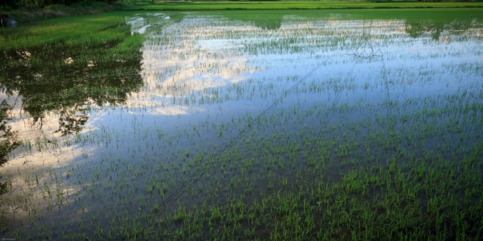 A paddie rice field with the sky reflected on the water in the foregroud - Pavia, Italy