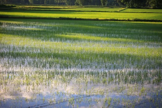 A paddie rice field with the sky reflected on the water in the foregroud - Pavia, Italy