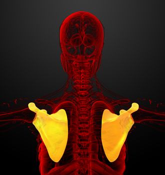 3d render medical illustration of the scapula bone - back view