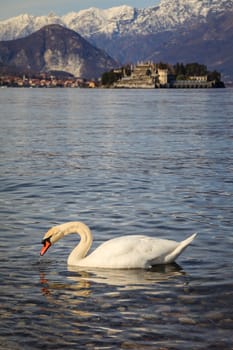 A funny swan in the foreground with the Borromee islands in the background, Stresa, Italy