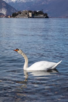 A funny swan in the foreground with the Borromee islands in the background, Stresa, Italy