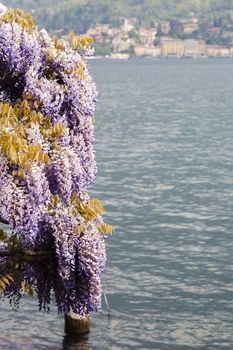 The traditional forniture and decor of a plant of wisteria close the river of the lake in Bellagio, Italy