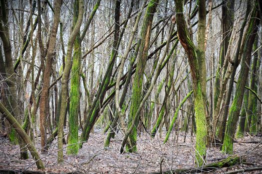 A dense series of small trunks that make the forest a jungle impenetrable, Milan, Italy