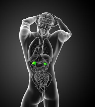 3d render medical illustration of the human adrenal glands - back view