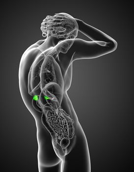 3d render medical illustration of the human adrenal glands - side view