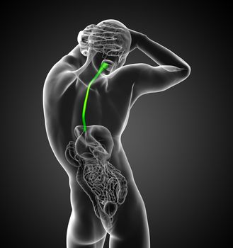 3d render medical illustration of the esophagus - back view