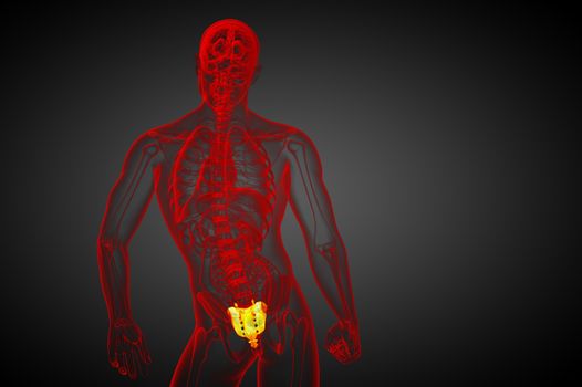 3d render medical illustration of the sacrum bone - side view