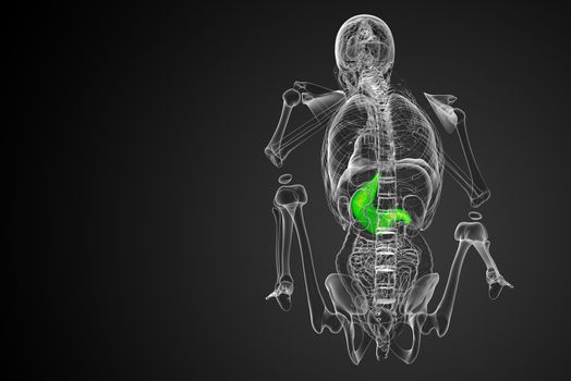3d render medical illustration of the stomach - back view