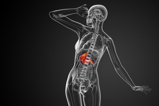 3d render medical illustration of the stomach - back view